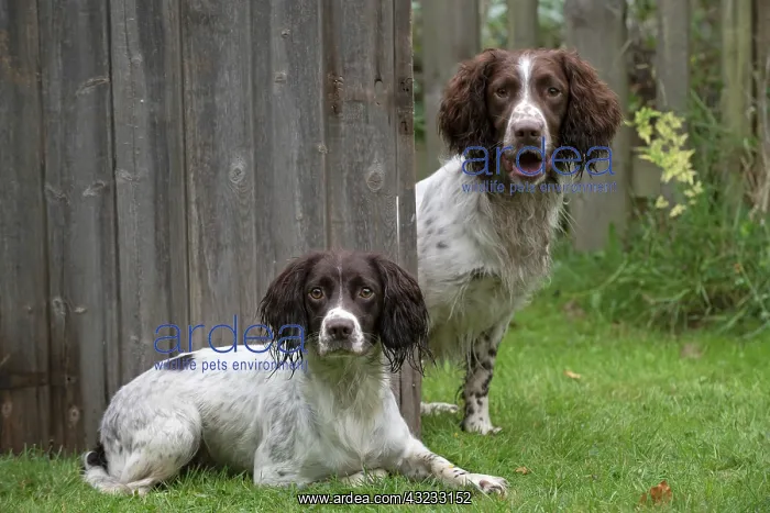 : Dog Springer Spaniels : Dog Springer Spaniels
