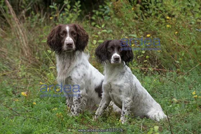 : Dog Springer Spaniels : Dog Springer Spaniels