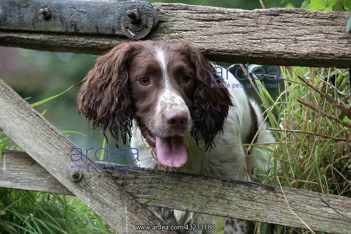 : Dog Springer Spaniels : Dog Springer Spaniels