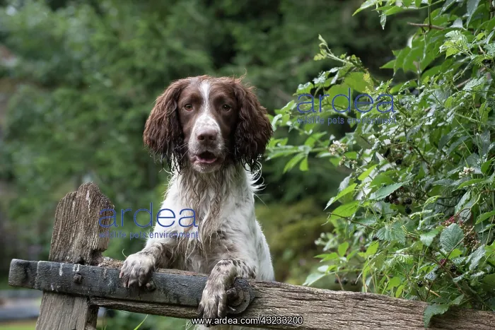 : Dog Springer Spaniels : Dog Springer Spaniels