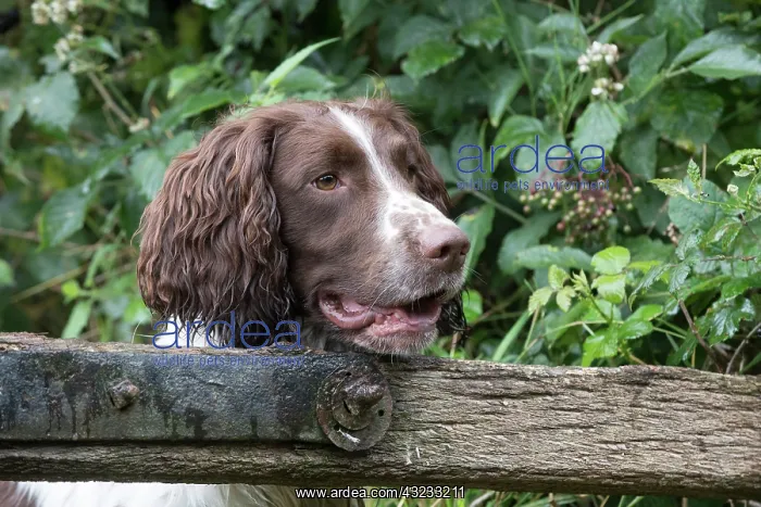 : Dog Springer Spaniels : Dog Springer Spaniels