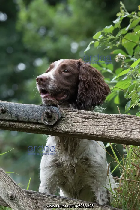 : Dog Springer Spaniels : Dog Springer Spaniels
