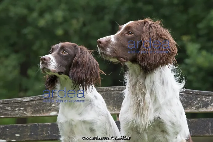  : Dog Springer Spaniels