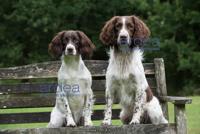  : Dog Springer Spaniels