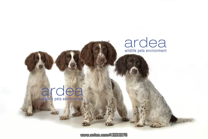 : Dog Springer Spaniels : Dog Springer Spaniels