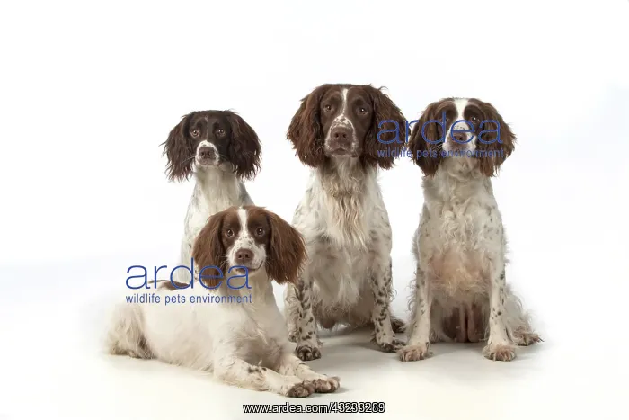 : Dog Springer Spaniels : Dog Springer Spaniels
