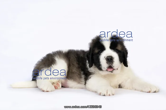 : DOG. St Bernard, 10 week old puppy, laying down, studio : DOG. St Bernard, 10 week old puppy, laying down, studio