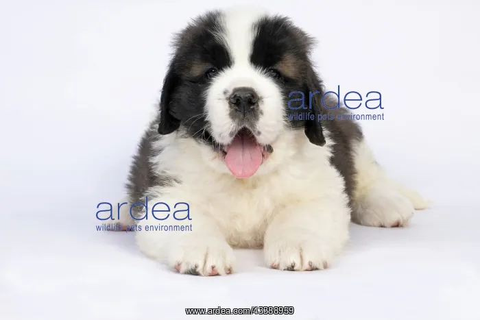 : DOG. St Bernard, 10 week old puppy, laying down, studio : DOG. St Bernard, 10 week old puppy, laying down, studio