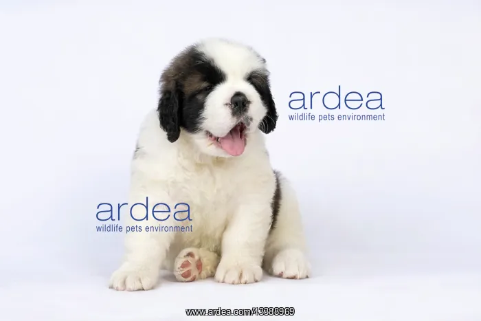 : DOG. St Bernard, 10 week old puppy, sitting, studio : DOG. St Bernard, 10 week old puppy, sitting, studio