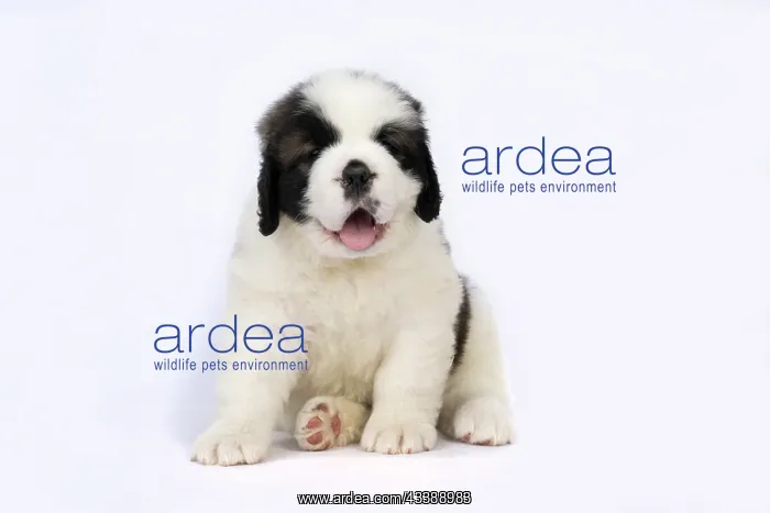 : DOG. St Bernard, 10 week old puppy, sitting, studio : DOG. St Bernard, 10 week old puppy, sitting, studio