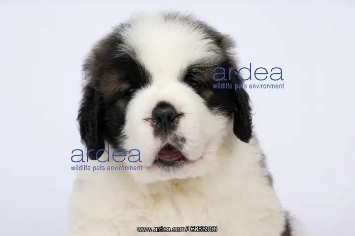 : DOG. St Bernard, 10 week old puppy, sitting, portrait, stu : DOG. St Bernard, 10 week old puppy, sitting, portrait, stu