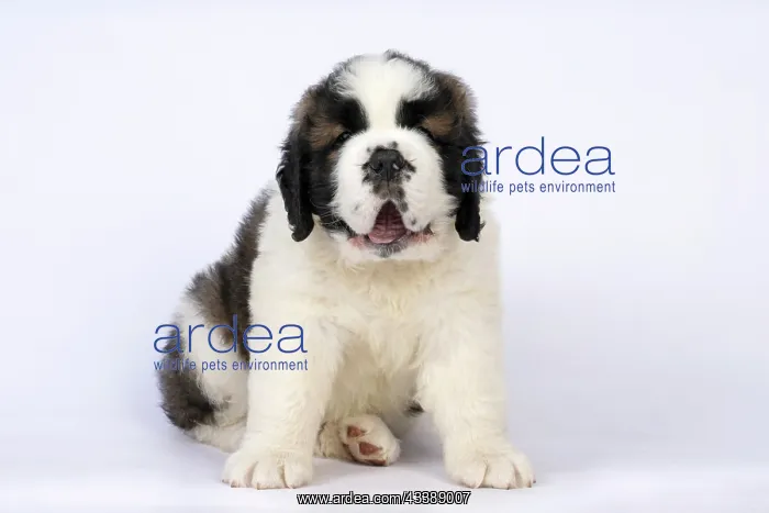 : DOG. St Bernard, 10 week old puppy, sitting, studio : DOG. St Bernard, 10 week old puppy, sitting, studio