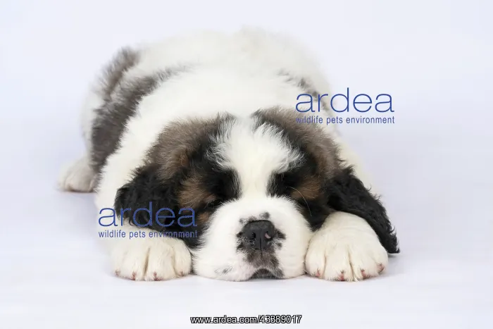 : DOG. St Bernard, 10 week old puppy, laying down, studio : DOG. St Bernard, 10 week old puppy, laying down, studio