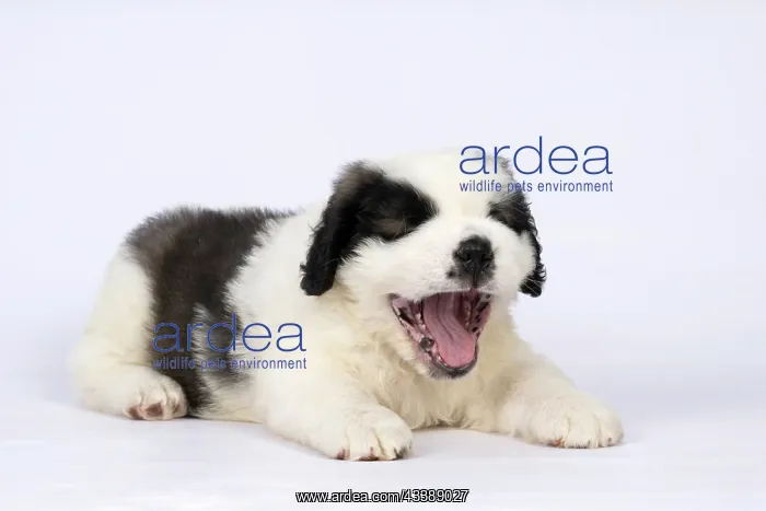 : DOG. St Bernard, 10 week old puppy, laying down, studio : DOG. St Bernard, 10 week old puppy, laying down, studio