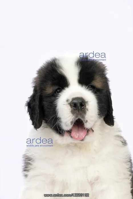 : DOG. St Bernard, 10 week old puppy, sitting, portrait, stu : DOG. St Bernard, 10 week old puppy, sitting, portrait, stu