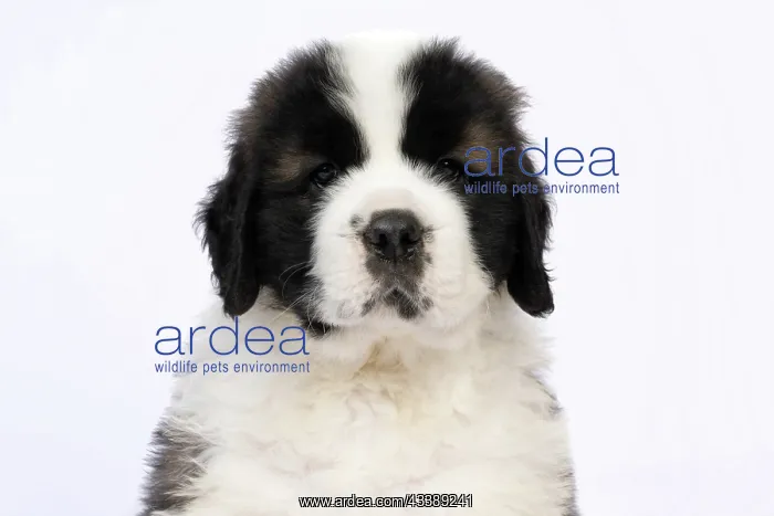 : DOG. St Bernard, 10 week old puppy, sitting, portrait, stu : DOG. St Bernard, 10 week old puppy, sitting, portrait, stu