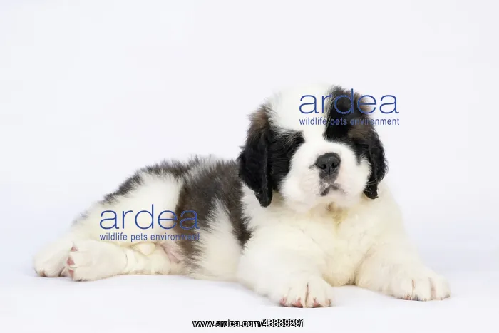 : DOG. St Bernard, 10 week old puppy, laying down, studio : DOG. St Bernard, 10 week old puppy, laying down, studio