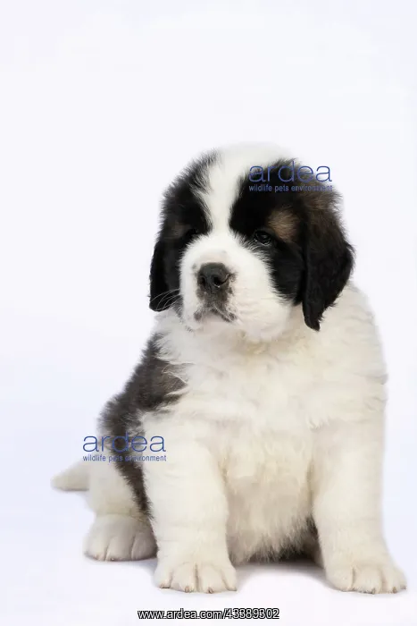 : DOG. St Bernard, 10 week old puppy, sitting, studio : DOG. St Bernard, 10 week old puppy, sitting, studio