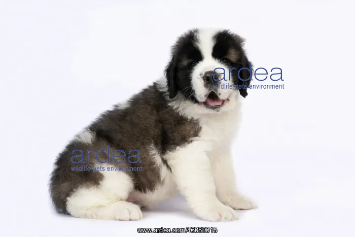 : DOG. St Bernard, 10 week old puppy, sitting, studio : DOG. St Bernard, 10 week old puppy, sitting, studio