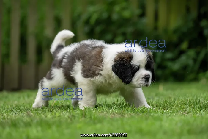  : DOG. St Bernard, 10 week old puppy walking on a lawn