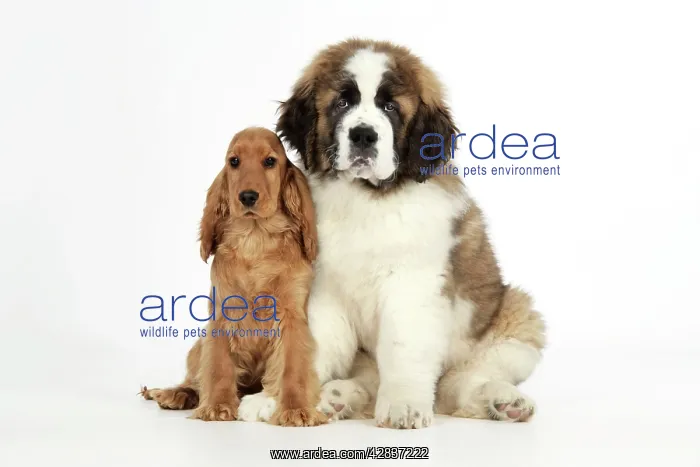 : Dog - St Bernard, 14 weeks old puppy & Cocker Spaniel puppy : Dog - St Bernard, 14 weeks old puppy & Cocker Spaniel puppy