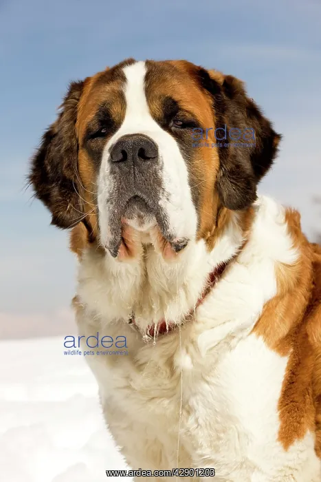  : Dog - St Bernard