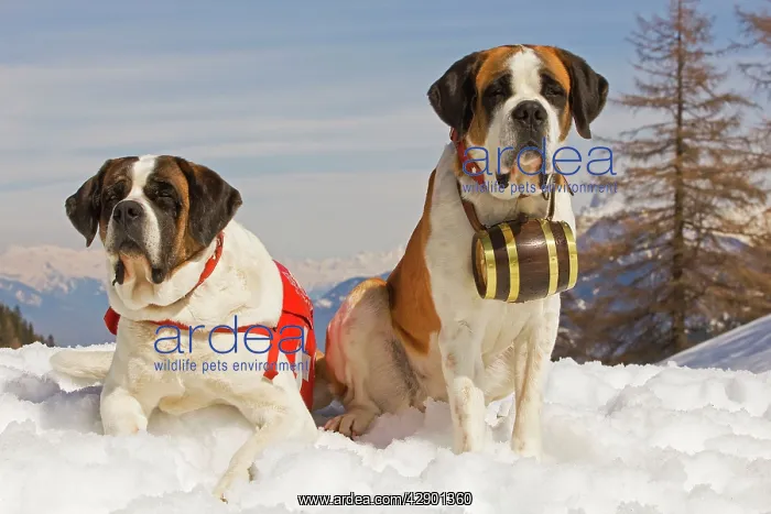 : Dog - St Bernard : Dog - St Bernard