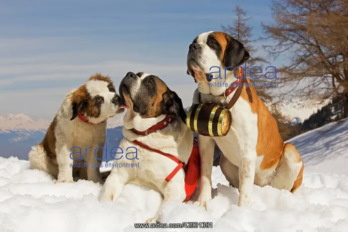 : Dog - St Bernard : Dog - St Bernard