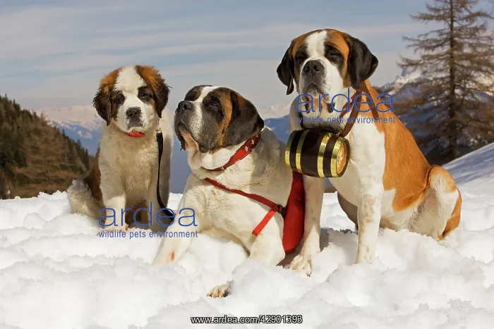 : Dog - St Bernard : Dog - St Bernard