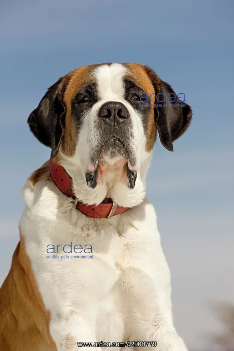  : Dog - St Bernard