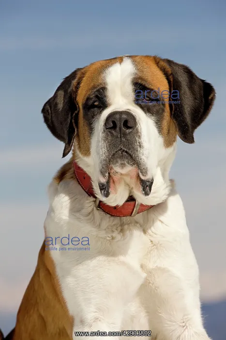  : Dog - St Bernard