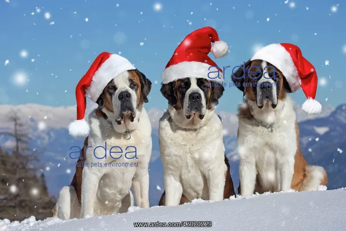 : Dog St. Bernard : Dog St. Bernard
