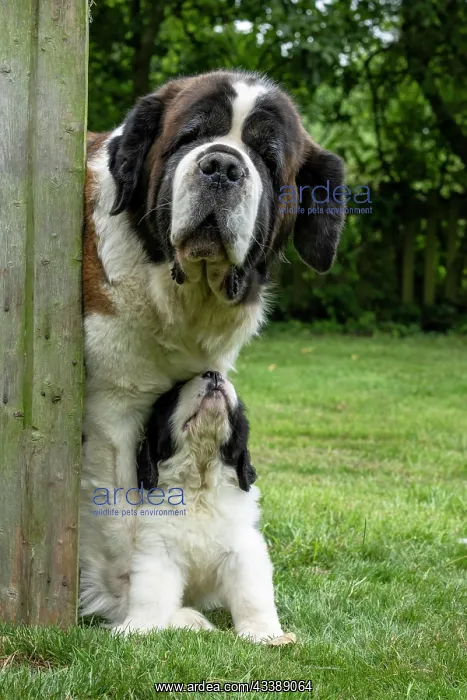 : DOG. St Bernard adult with 10 week old puppy : DOG. St Bernard adult with 10 week old puppy