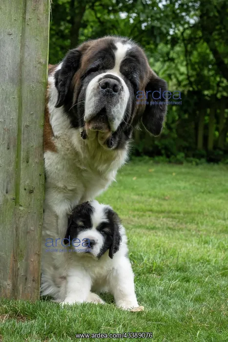 : DOG. St Bernard adult with 10 week old puppy : DOG. St Bernard adult with 10 week old puppy