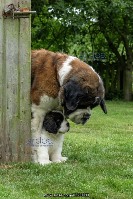 : DOG. St Bernard adult with 10 week old puppy : DOG. St Bernard adult with 10 week old puppy