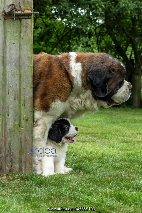  : DOG. St Bernard adult with 10 week old puppy