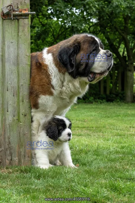 : DOG. St Bernard adult with 10 week old puppy : DOG. St Bernard adult with 10 week old puppy