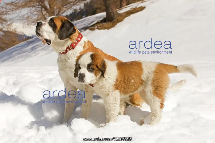  : Dog - St Bernard - adult with puppy in snow