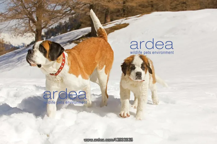 : Dog - St Bernard - adult with puppy in snow