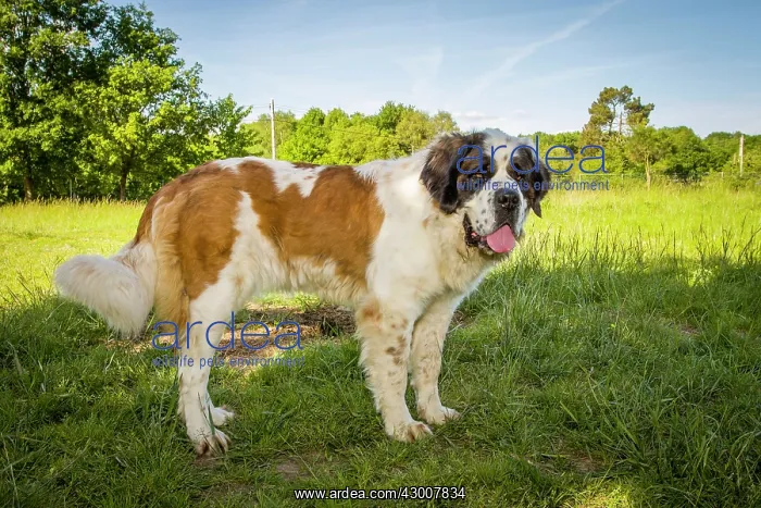  : Dog St Bernard Galicia, Spain
