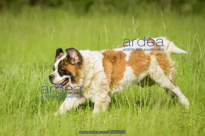  : Dog St Bernard Galicia, Spain