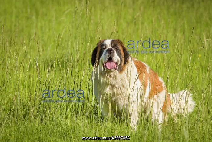  : Dog St Bernard Galicia, Spain
