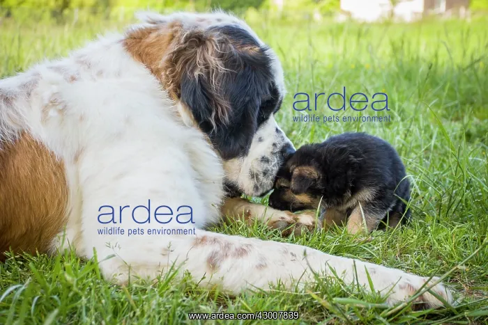 : Dog St Bernard with German Shepherd puppy Galicia, Spain : Dog St Bernard with German Shepherd puppy Galicia, Spain