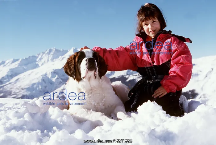 : DOG - ST BERNARD Mountain rescue dog & girl patting : DOG - ST BERNARD Mountain rescue dog & girl patting