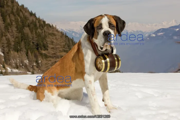 : Dog - St Bernard - Mountain Rescue dog wearing : Dog - St Bernard - Mountain Rescue dog wearing