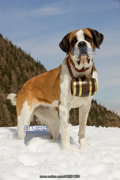 : Dog - St Bernard - Mountain Rescue dog wearing : Dog - St Bernard - Mountain Rescue dog wearing