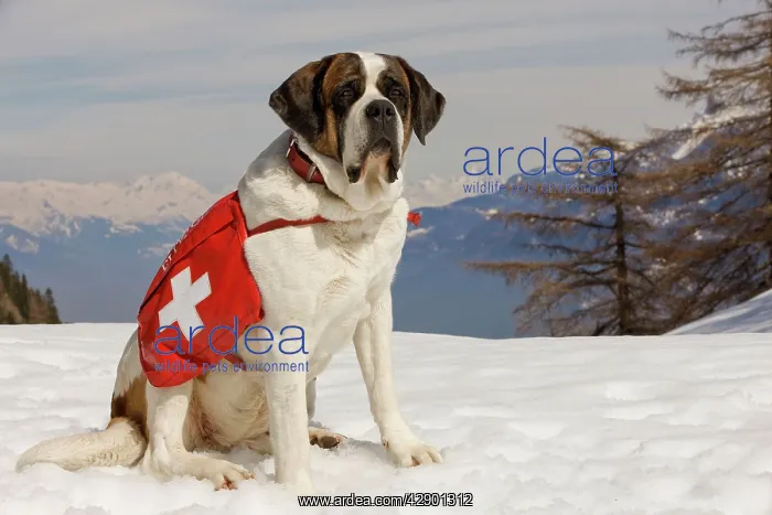 : Dog - St Bernard - Mountain Rescue dog wearing : Dog - St Bernard - Mountain Rescue dog wearing