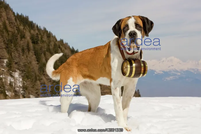 : Dog - St Bernard - Mountain Rescue dog wearing : Dog - St Bernard - Mountain Rescue dog wearing