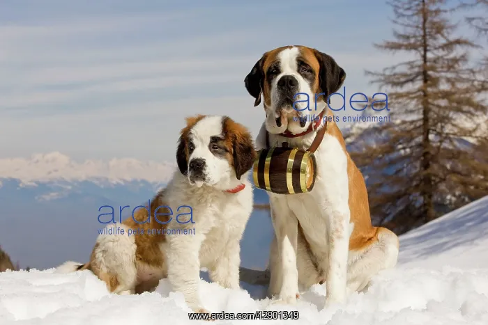 : Dog - St Bernard - Mountain Rescue dog wearing : Dog - St Bernard - Mountain Rescue dog wearing