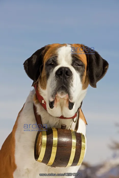 : Dog - St Bernard - Mountain Rescue dog wearing : Dog - St Bernard - Mountain Rescue dog wearing